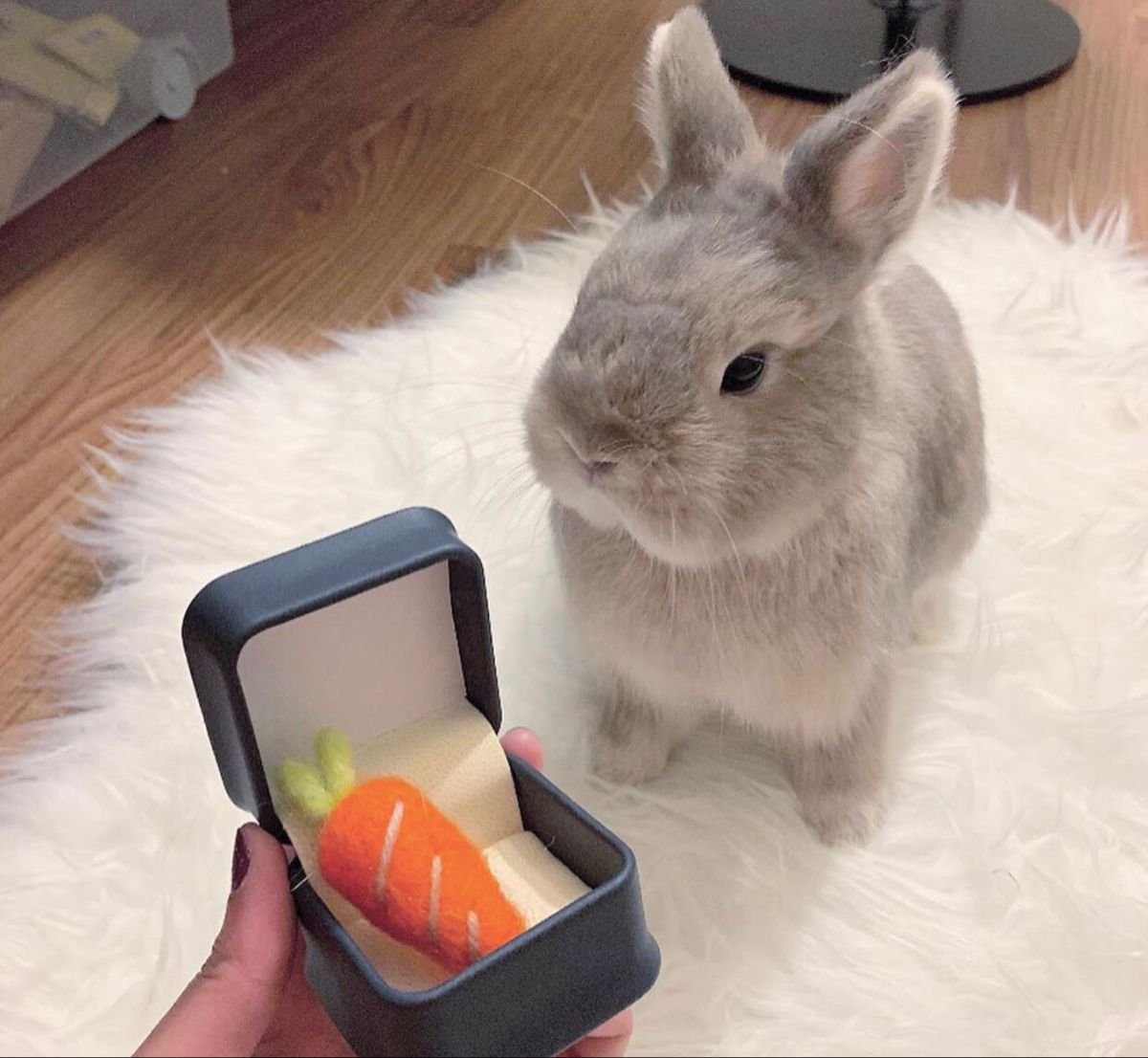 Bunnies tweet media