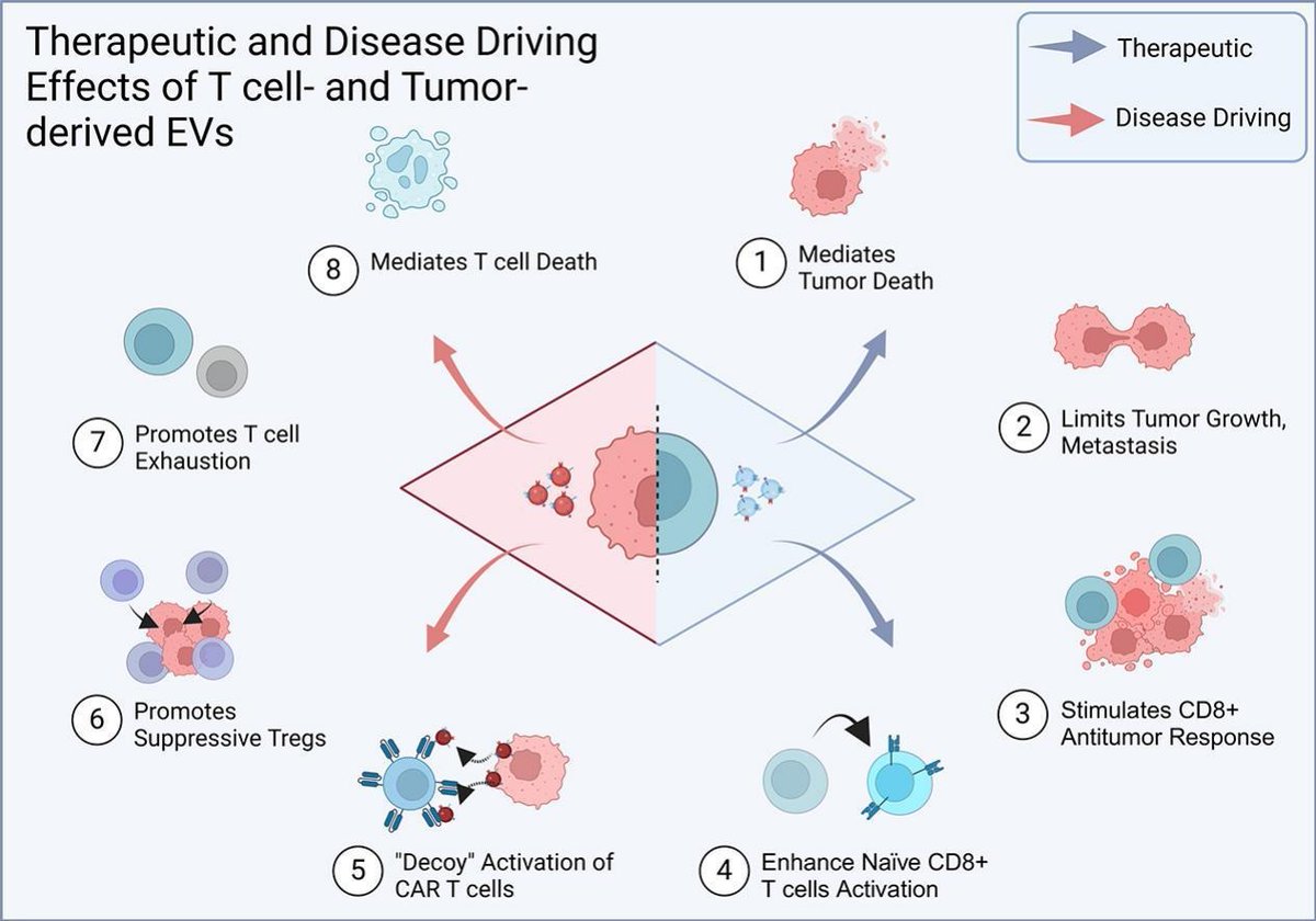 Congrats to my PhD student Omar Budayr on his 1st author review titled: Harnessing extracellular vesicle-mediated crosstalk between T cells and cancer cells for therapeutic applications
Use this link for 50 days of free access to the article: authors.elsevier.com/a/1kHALcI2-5y9Q