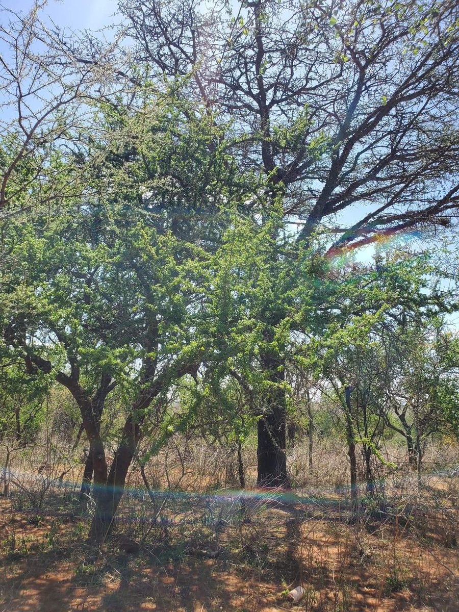 kim_kikwai's tweet photo. Selling Prime 1/4 Acre Blocks in Kajiado. Only 2KM from #NamangaHighway & under 2HRs from the CBD.
Perfect for
> Settlement,
> Industrial
> Agriculture
It's proximity to #NairobiCity means high returns on investment.
Viewing on every Saturday!!!
Call, SMS 0713 805 805. https://t.co/XikMUdH88b