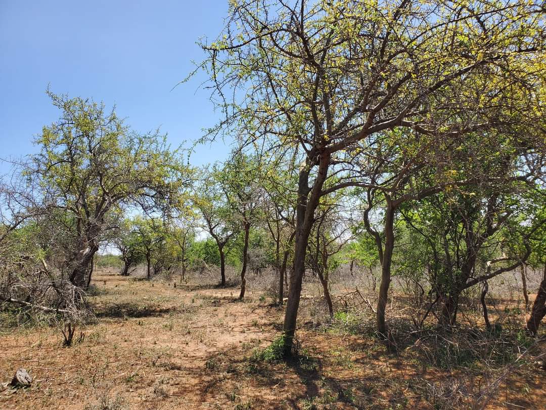 kim_kikwai's tweet photo. Selling Prime 1/4 Acre Blocks in Kajiado. Only 2KM from #NamangaHighway & under 2HRs from the CBD.
Perfect for
> Settlement,
> Industrial
> Agriculture
It's proximity to #NairobiCity means high returns on investment.
Viewing on every Saturday!!!
Call, SMS 0713 805 805. https://t.co/XikMUdH88b