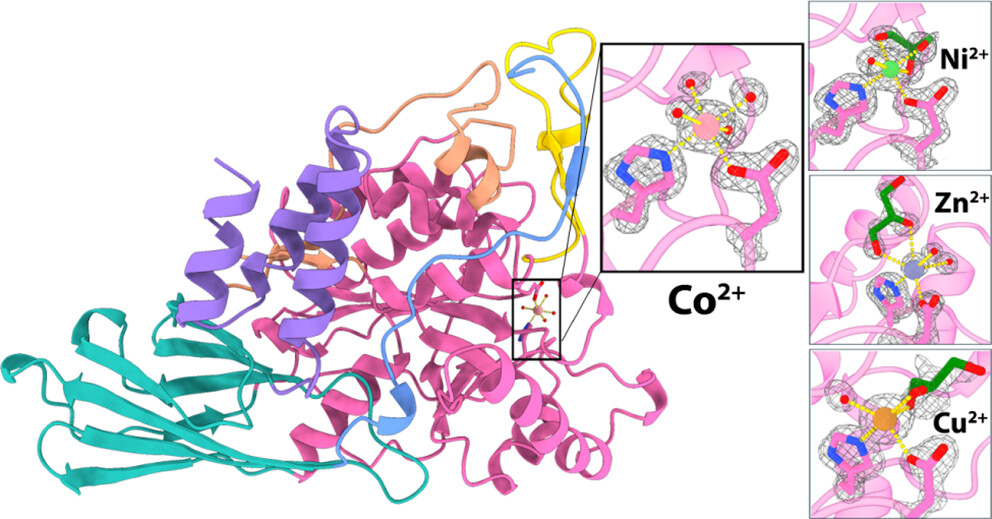 Biochemistry (@biochemistryacs) on Twitter photo Exploring a putative polysaccharide deactylase from the commensal Bacteriodes ovatus reveals an unusual insertion architecture and non-canonical His-Asp metal binding dyad.
By McLaughlin and colleagues <a href="/Vassar/">Vassar College</a> <a href="/BerkeleyLab/">Berkeley Lab</a>
pubs.acs.org/doi/10.1021/ac…
#microbiome
#glycotime Exploring a putative polysaccharide deactylase from the commensal Bacteriodes ovatus reveals an unusual insertion architecture and non-canonical His-Asp metal binding dyad.
By McLaughlin and colleagues <a href="/Vassar/">Vassar College</a> <a href="/BerkeleyLab/">Berkeley Lab</a>
pubs.acs.org/doi/10.1021/ac…
#microbiome
#glycotime