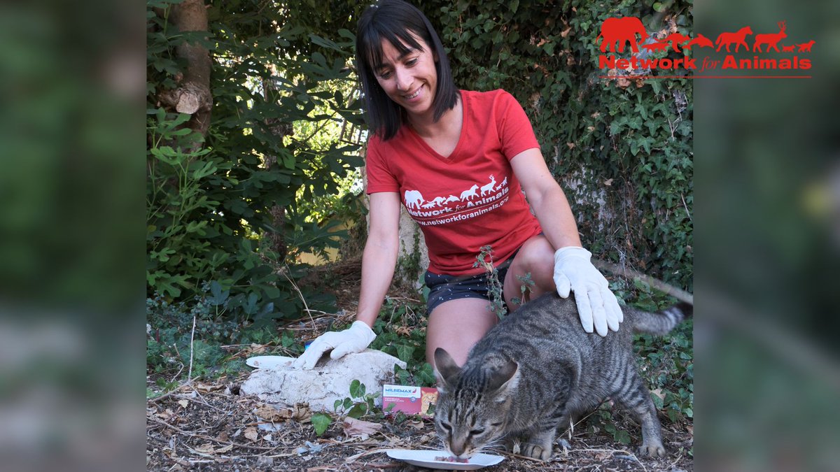 Network4Animals's tweet photo. Thank you for providing vital deworming treatments to over 300 street cats in #Kefalonia!
More cats will make it through the icy winter ahead because of you. That's amazing! We're so grateful for your support, thank you!
#NFAUpdates #NFACats #Greece #CatCare #GreeceCats https://t.co/iDoc4TGecc