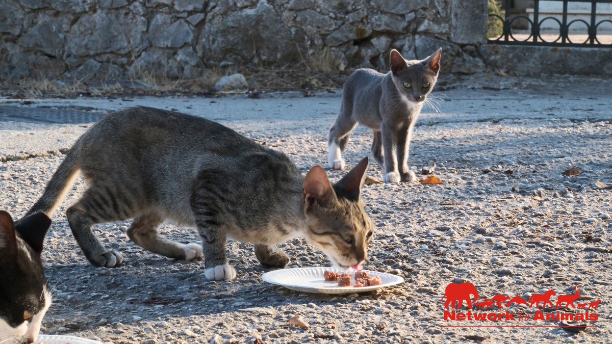 Network4Animals's tweet photo. Thank you for providing vital deworming treatments to over 300 street cats in #Kefalonia!
More cats will make it through the icy winter ahead because of you. That's amazing! We're so grateful for your support, thank you!
#NFAUpdates #NFACats #Greece #CatCare #GreeceCats https://t.co/iDoc4TGecc