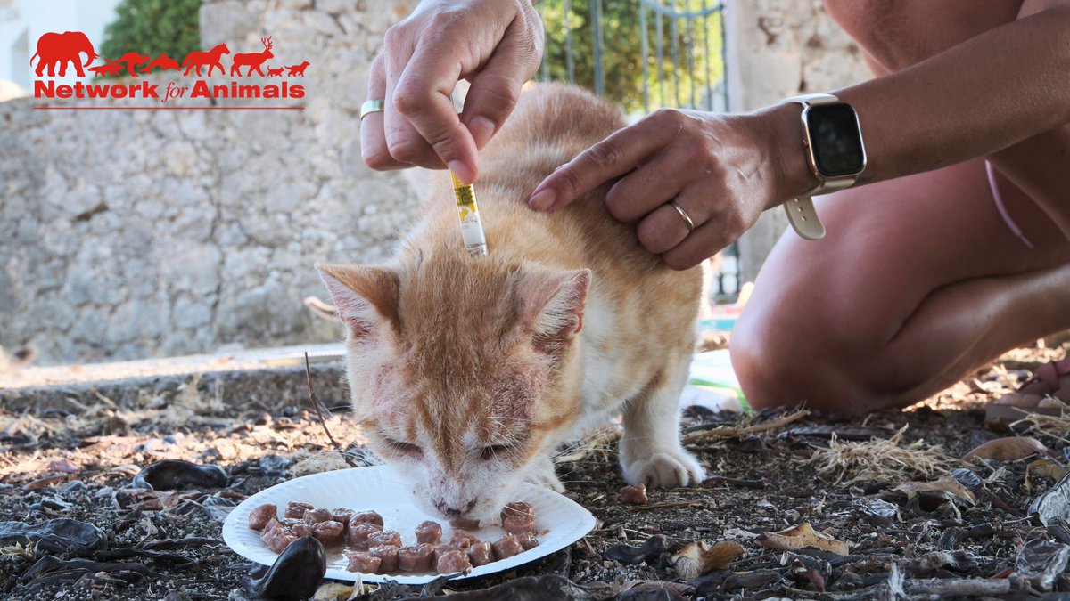 Network4Animals's tweet photo. Thank you for providing vital deworming treatments to over 300 street cats in #Kefalonia!
More cats will make it through the icy winter ahead because of you. That's amazing! We're so grateful for your support, thank you!
#NFAUpdates #NFACats #Greece #CatCare #GreeceCats https://t.co/iDoc4TGecc