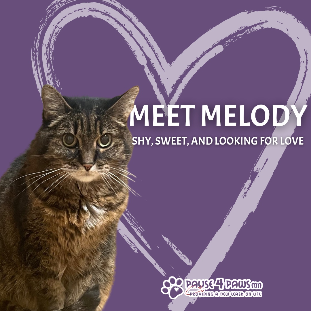 Pause4PawsMN's tweet photo. Meet Melody, a sweet 14-year-old tabby with a heart full of love to give. Initially shy, Melody takes her time to feel at ease, but once she trusts you, she adores belly rubs and serenades you with her adorable little sounds—hence her name!

Melody dreams of a quiet, loving ho... https://t.co/ILluVNudr7