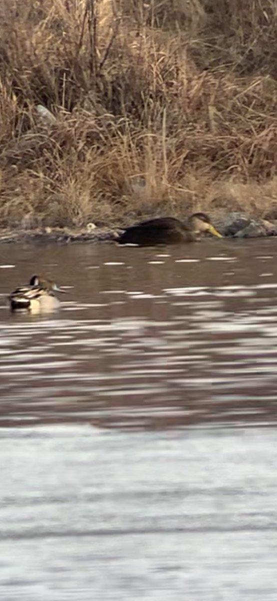 Andrew Guttenberg tweet media