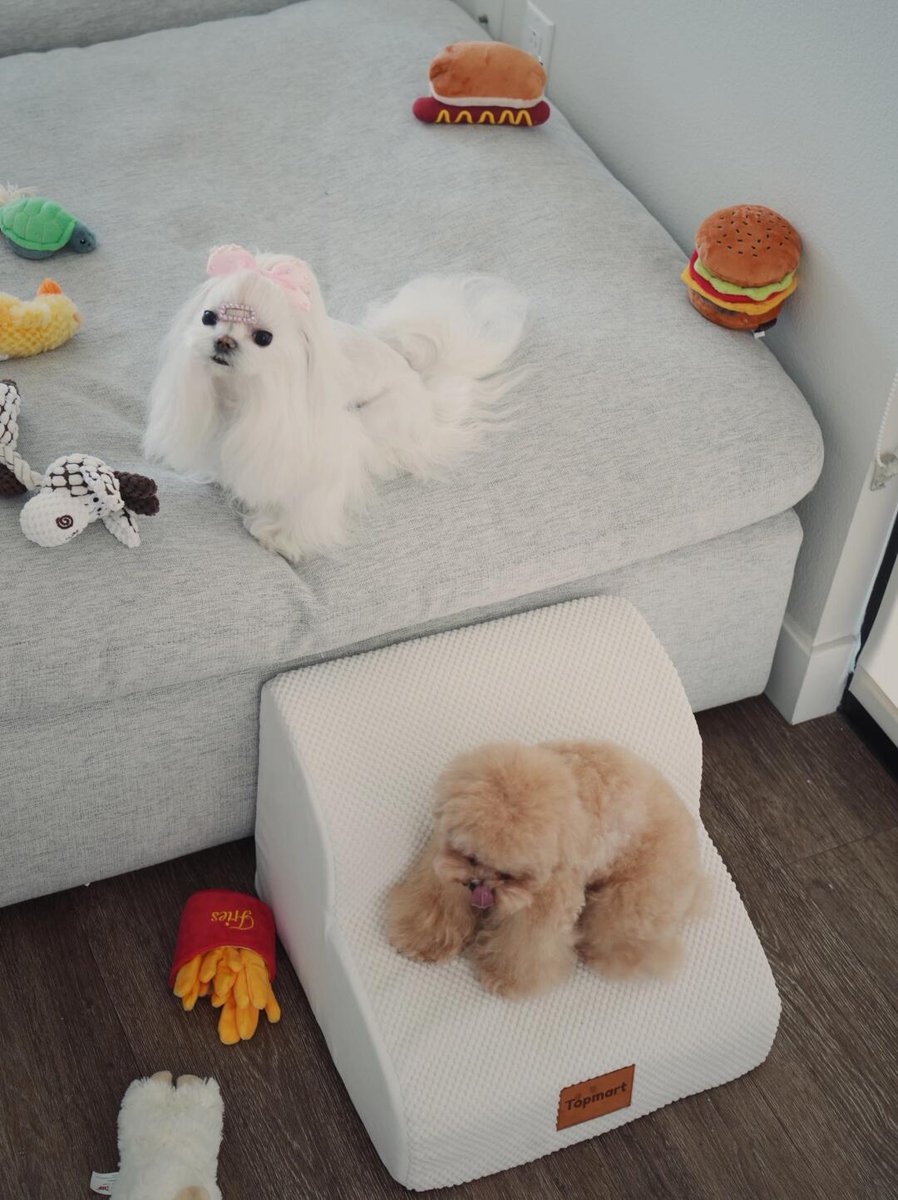 L___theused's tweet photo. Do families with small dogs buy this? ||| It's the small staircase for dogs in the picture. My dog ​​has been using it since he was young. He can easily get on the bed and sofa. Otherwise, he will always jump around.. There will be problems with his patella. 
#WhiteDog #DogBed https://t.co/150vzEDw0W