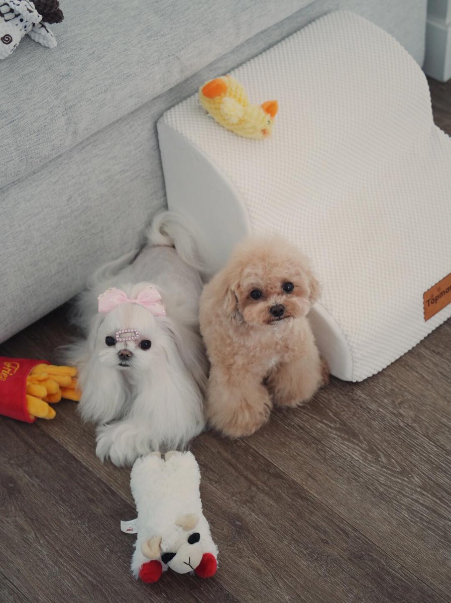 L___theused's tweet photo. Do families with small dogs buy this? ||| It's the small staircase for dogs in the picture. My dog ​​has been using it since he was young. He can easily get on the bed and sofa. Otherwise, he will always jump around.. There will be problems with his patella. 
#WhiteDog #DogBed https://t.co/150vzEDw0W