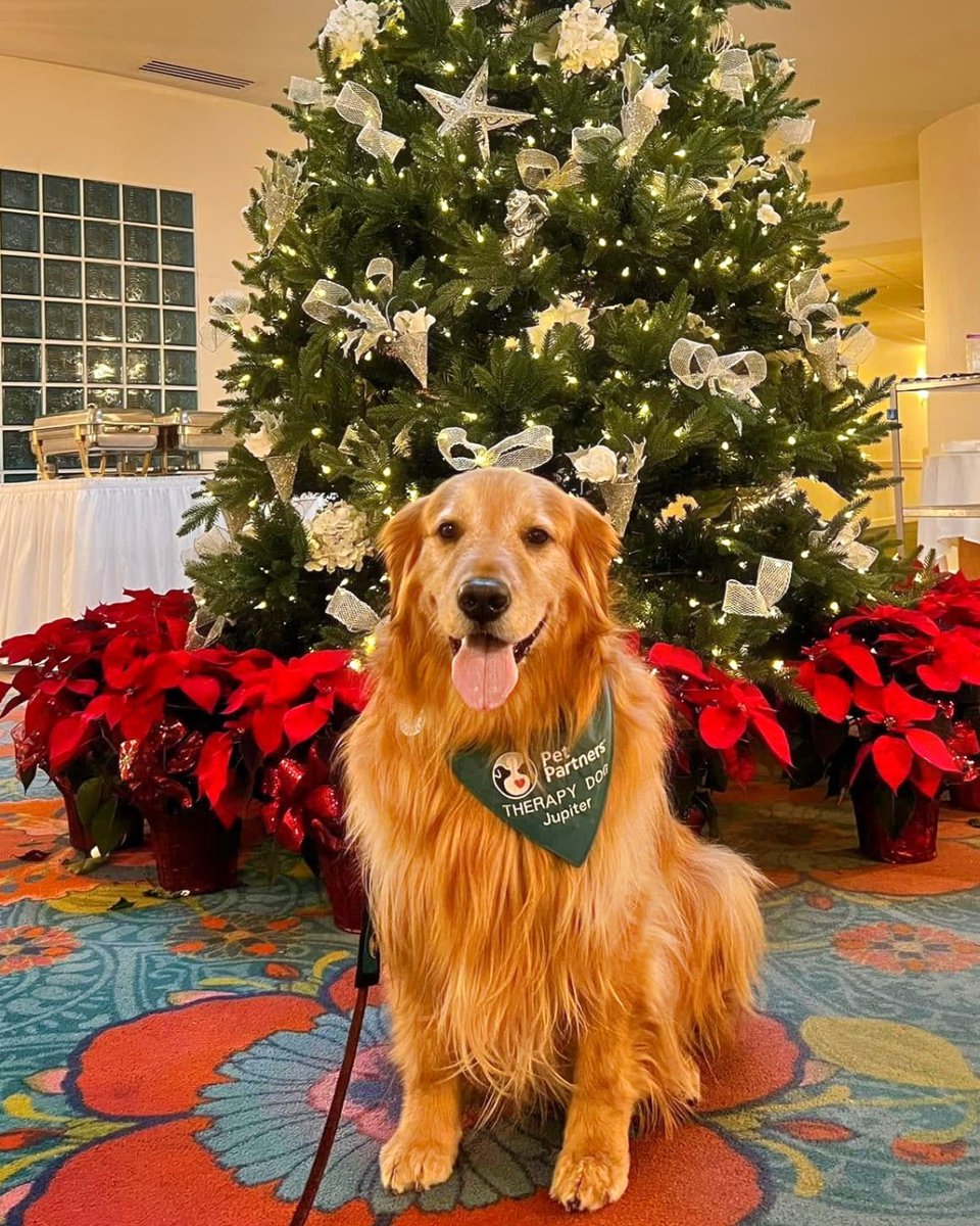 Pet Partners (@pet_partners) on Twitter photo Last week, Jupiter brought a little extra Christmas magic to his hospice friends at <a href="/Delmar_Gardens/">DelmarGardensFamily</a> 🎄❤️ #therapydog Last week, Jupiter brought a little extra Christmas magic to his hospice friends at <a href="/Delmar_Gardens/">DelmarGardensFamily</a> 🎄❤️ #therapydog
