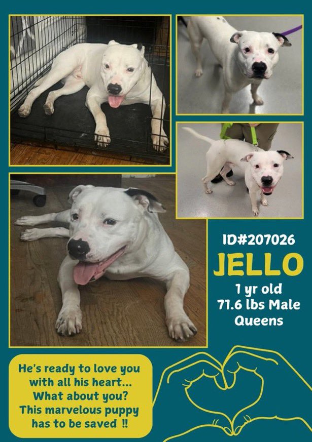 MoishesMom's tweet photo. This beautiful boy needs out of NYCACC โผ๏ธ๐จ๐๐๐ปโผ๏ธ๐จ๐๐๐ป Jello is still a baby & has his whole life ahead of him ๐๐ป๐ค๐ป If only he can be freed from the clutches of these killers ๐ค๐ป๐๐ป They will ๐him the first chance they get ๐ฉ๐ค๐คฉ #SaveJello ๐๐ปโผ๏ธ๐๐จโฅ๏ธ๐๐ปโผ๏ธ๐๐จ https://t.co/QEegrl6Oic