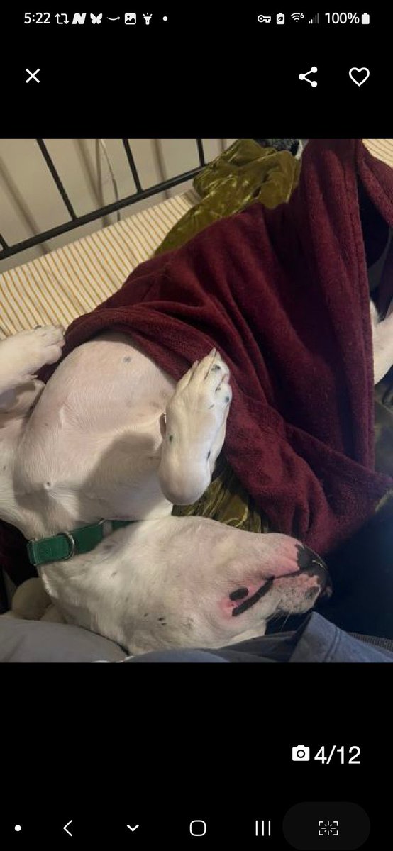 MoishesMom's tweet photo. This beautiful boy needs out of NYCACC โผ๏ธ๐จ๐๐๐ปโผ๏ธ๐จ๐๐๐ป Jello is still a baby & has his whole life ahead of him ๐๐ป๐ค๐ป If only he can be freed from the clutches of these killers ๐ค๐ป๐๐ป They will ๐him the first chance they get ๐ฉ๐ค๐คฉ #SaveJello ๐๐ปโผ๏ธ๐๐จโฅ๏ธ๐๐ปโผ๏ธ๐๐จ https://t.co/QEegrl6Oic