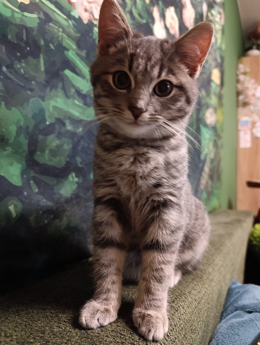 Nesh𓆏 tweet media