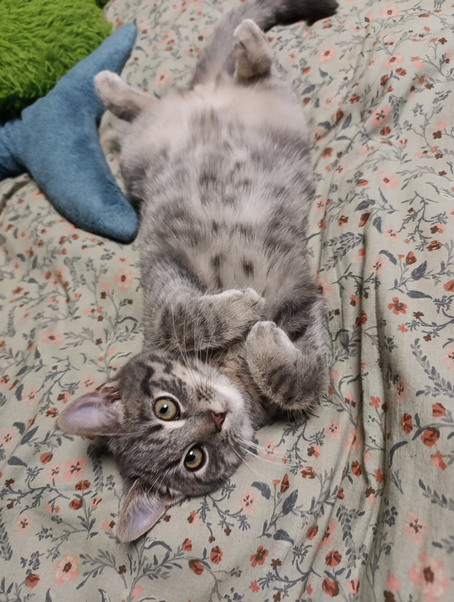 Nesh𓆏 tweet media