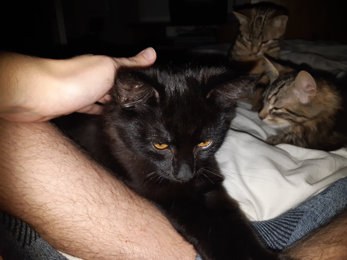 JordiStorm's tweet photo. These three were so wonderfully brave during their first visit to the vet, and afterwards. We also received the surprise news that Whisper is actually a boy, not a girl! 🙀 #cats #kitties https://t.co/Ef2M8wgwYu