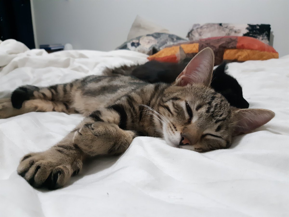 These three were so wonderfully brave during their first visit to the vet, and afterwards. We also received the surprise news that Whisper is actually a boy, not a girl! 🙀 #cats #kitties