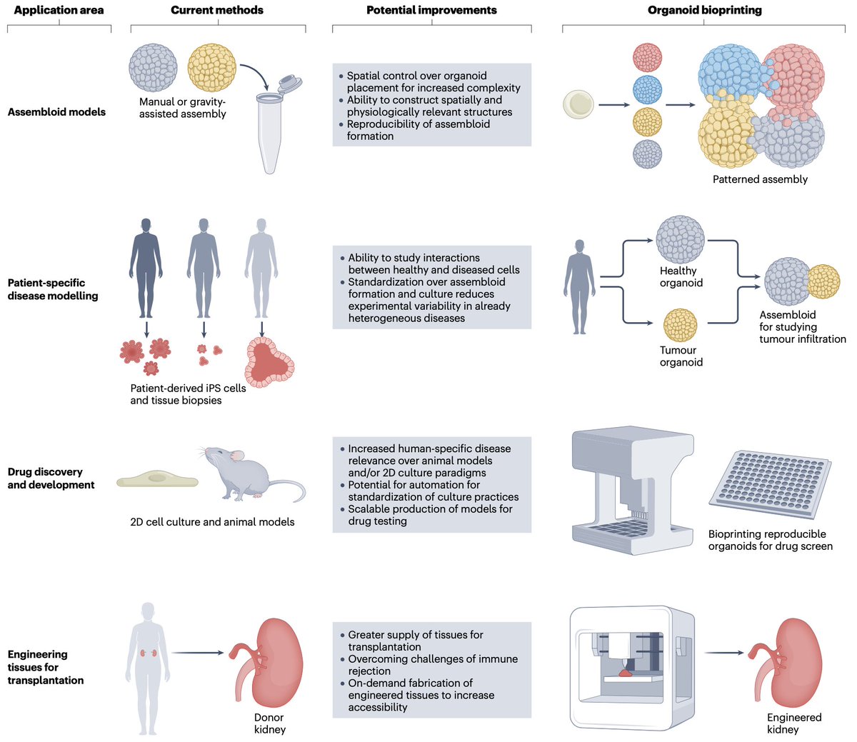 Michelle Huang (@michshuang) on Twitter photo Excited to share our new review paper on organoid bioprinting in <a href="/natrevbioeng/">Nature Reviews Bioengineering</a>! ๐
We highlight recent advances and envision a future that integrates organoid biology and biofabrication approaches to engineer complex tissues. Hope you enjoy! ๐
๐: rdcu.be/d3H6u Excited to share our new review paper on organoid bioprinting in <a href="/natrevbioeng/">Nature Reviews Bioengineering</a>! ๐
We highlight recent advances and envision a future that integrates organoid biology and biofabrication approaches to engineer complex tissues. Hope you enjoy! ๐
๐: rdcu.be/d3H6u