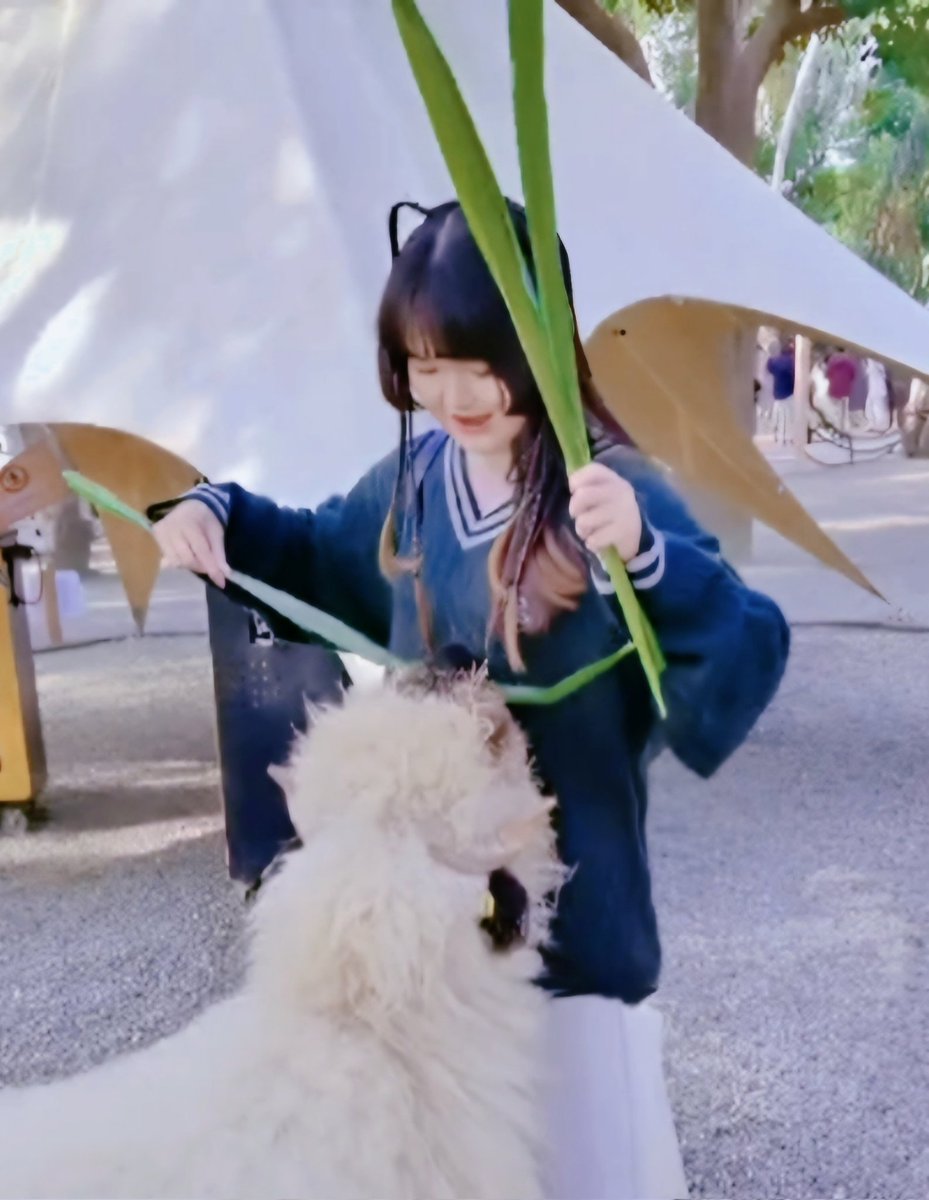 emoon0612's tweet photo. 羊羊🐑～剛好是你的生肖 https://t.co/3a7NTPp2rc