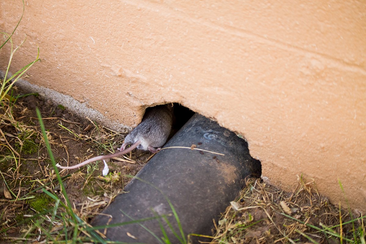 If you suspect a rodent problem in your home, Contact TNR Exterminators we can help. We're Conveniently located in Brooklyn New York  and Millington New Jersey.

Visit our Website to Book Your Appointment: tnrpestcontrol.com/contacttnr.html
#rodents #pestcontrol #mice #exterminator