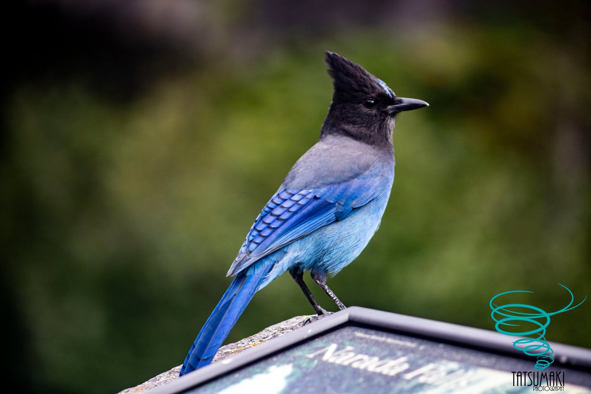 MitchelNBCMT's tweet photo. Title: Steller
Location: Mt. Rainier National Park, #Washington
Date: September 21, 2024
#stellersjay #mountrainiernationalpark #nationalparks #mountrainier #birdphotography #naturephotography #canon #canonphotography https://t.co/vmFmbRqTLB