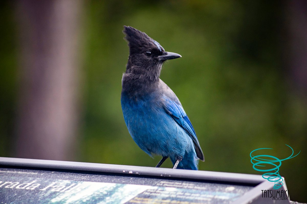 MitchelNBCMT's tweet photo. Title: Steller
Location: Mt. Rainier National Park, #Washington
Date: September 21, 2024
#stellersjay #mountrainiernationalpark #nationalparks #mountrainier #birdphotography #naturephotography #canon #canonphotography https://t.co/vmFmbRqTLB