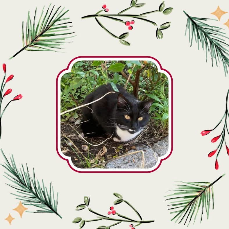 catsinoxford's tweet photo. It's the final day of our annual #CherwellCatvent, and to end we have two cats named Milo (tuxie) and Akira
(tabby) who were adopted from us in 2017 π
#CatsOfTwitter #CatsOfX #Catvent #CatsProtection https://t.co/tT81RhhYCY