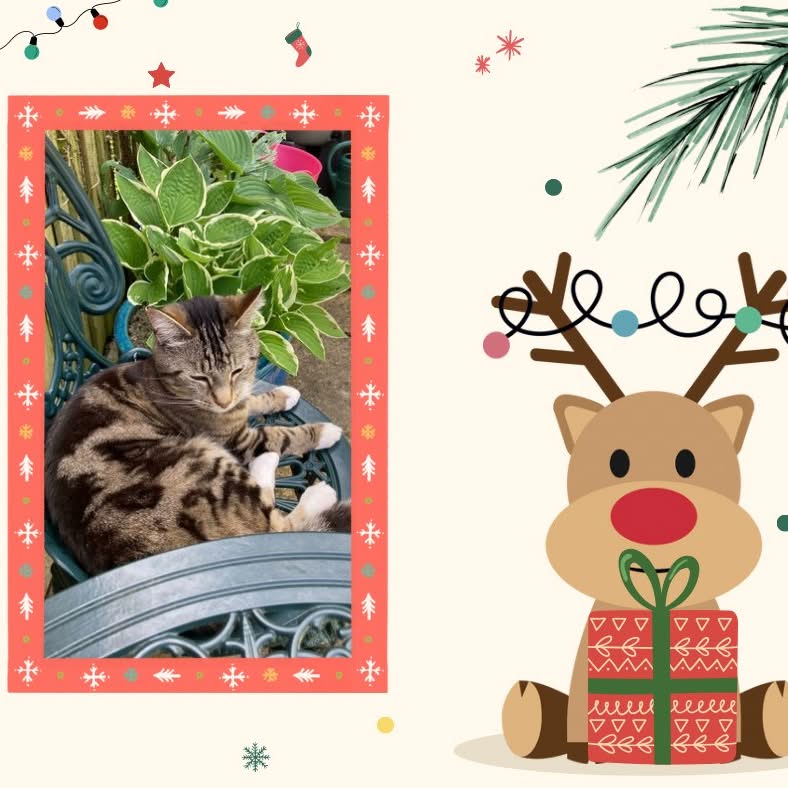 catsinoxford's tweet photo. It's the final day of our annual #CherwellCatvent, and to end we have two cats named Milo (tuxie) and Akira
(tabby) who were adopted from us in 2017 π
#CatsOfTwitter #CatsOfX #Catvent #CatsProtection https://t.co/tT81RhhYCY