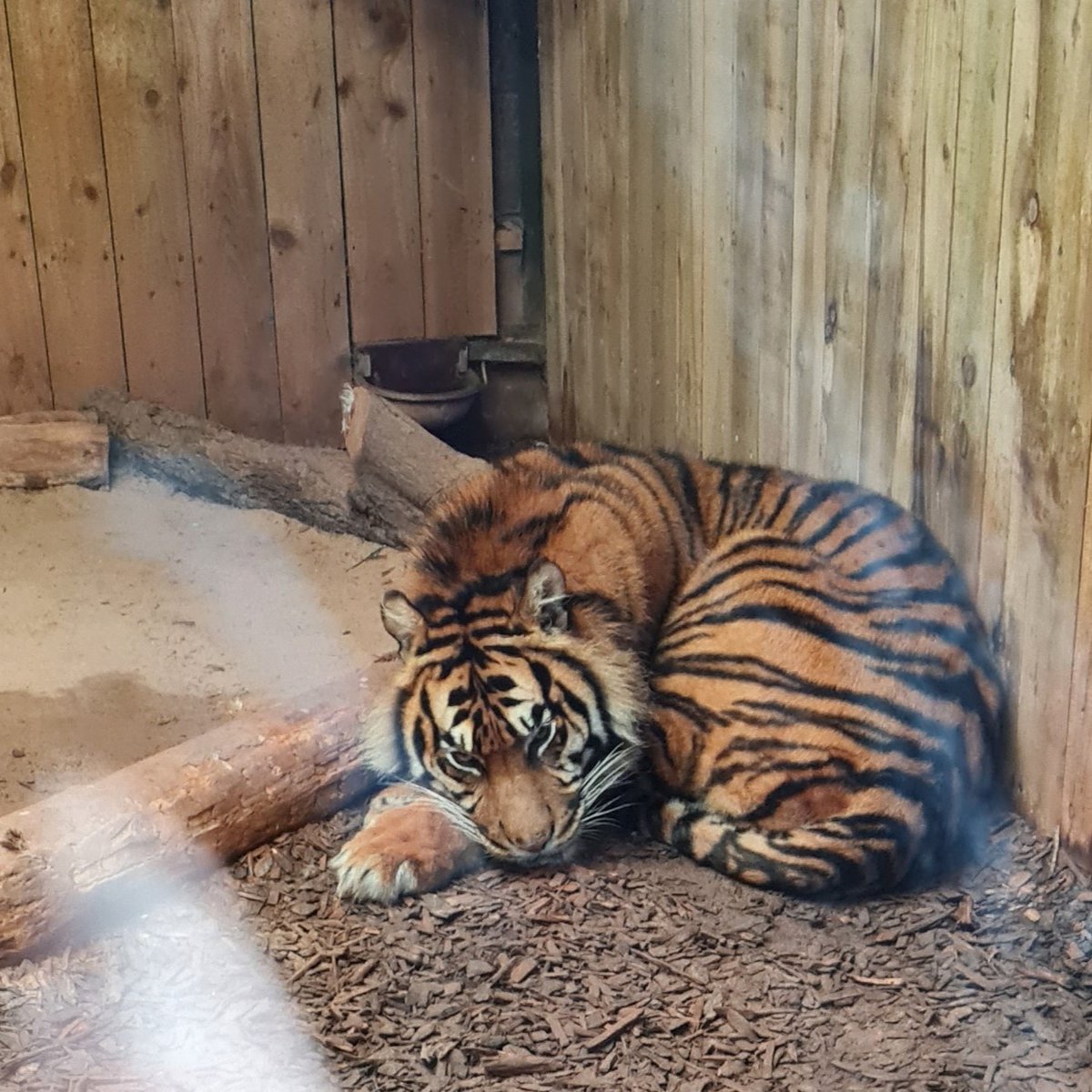 BornFreeFDN's tweet photo. We welcome news that South Lakes Safari Zoo will close at the end of 2024, after multiple investigations highlighted catastrophic failings. We now urge all parties to prioritise the animals' welfare until appropriate homes can be secured for them.👇 

https://t.co/LzVB2TELwS https://t.co/l1FGkmlt0y