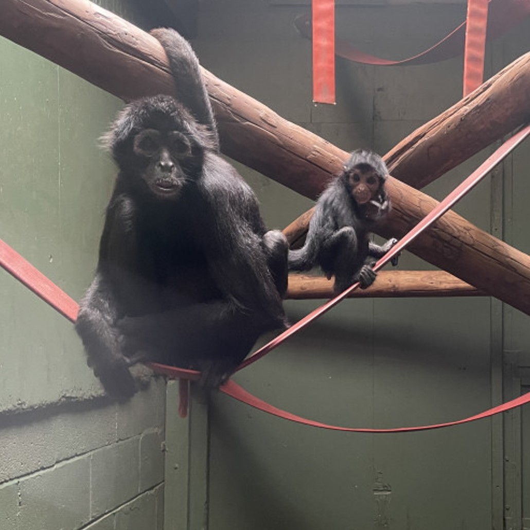 BornFreeFDN's tweet photo. We welcome news that South Lakes Safari Zoo will close at the end of 2024, after multiple investigations highlighted catastrophic failings. We now urge all parties to prioritise the animals' welfare until appropriate homes can be secured for them.👇 

https://t.co/LzVB2TELwS https://t.co/l1FGkmlt0y