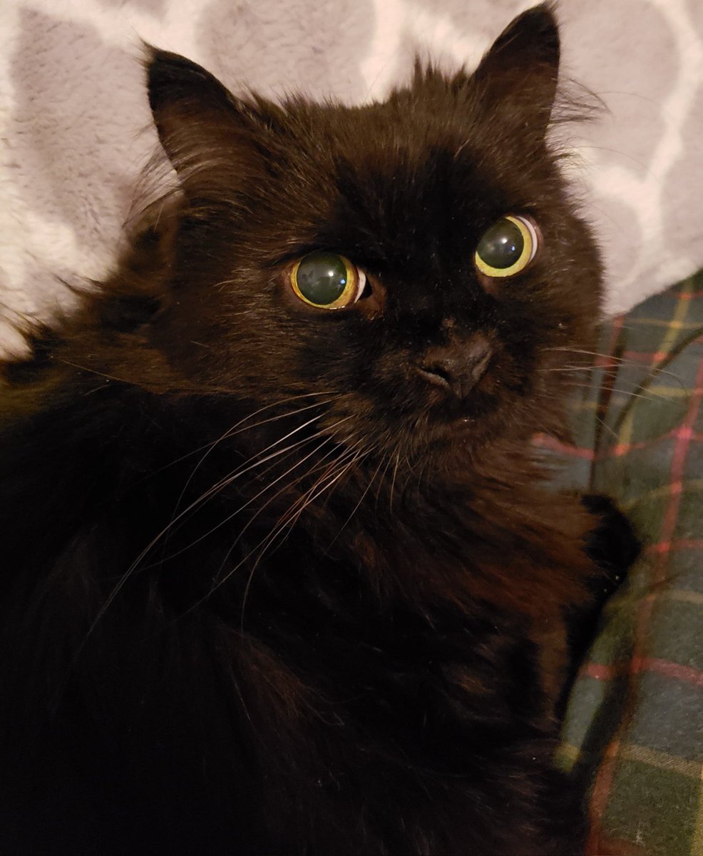 SidtheCat tweet media