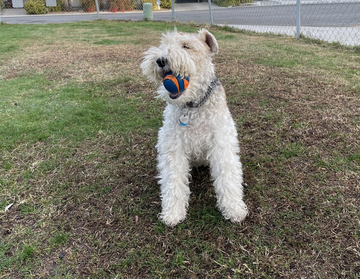 Happy fun times at the doggy park. bsky.app/profile/millie…