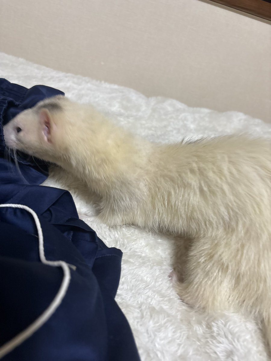 妖怪パジャマ荒らしだ! 