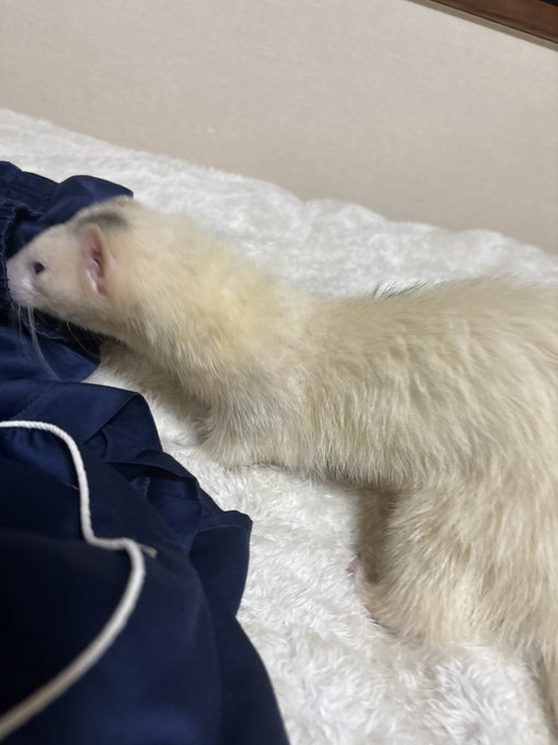 妖怪パジャマ荒らしだ! 