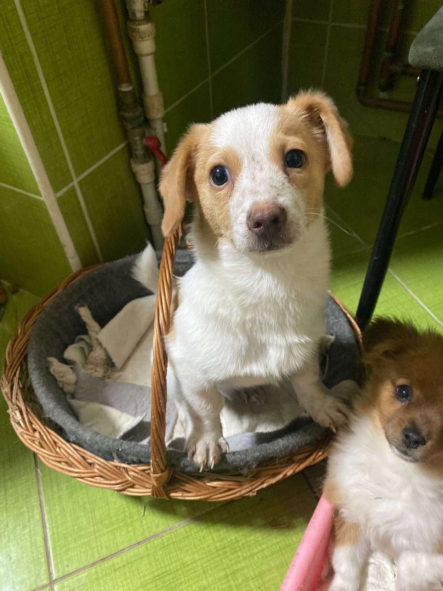 PfotenV's tweet photo. Unser kleiner❤️❤️HENRY❤️❤️hat Herzschmerz, Lotti ist zu ihrer Familie gefahren, Henry ist alleine zurück geblieben... jetzt will er nicht mal mehr fressen😢😢

Dabei hatte sich eine Familie beworben für Henry, er sollte unbedingt noch vor Weihnachten kommen...☹️ https://t.co/rSMFQV6yE1