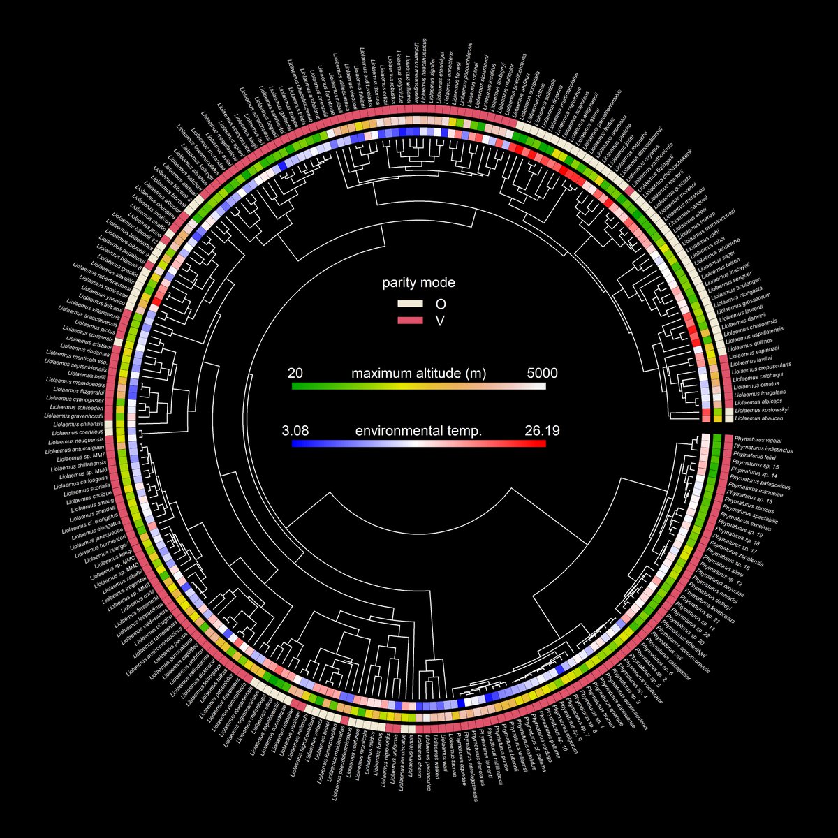 This is one of my favorite visualizations made for the #phytools blog in 2024: parity mode, maximum altitude, &amp; environmental temperature in liolaemid lizards using data from <a href="/DamienEsquerre/">Damien Esquerre</a> et al. (2018). More details here: blog.phytools.org/2024/03/functi….