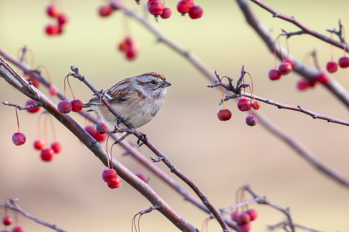 Cara Stofa (@carastofa) on Twitter photo A pretty tree sparrow near the tennis courts at Central Park yesterday morning during the Christmas Bird Count #birdcpp <a href="/BirdCentralPark/">Manhattan Bird Alert</a> <a href="/nycbirdalliance/">NYC Bird Alliance</a> A pretty tree sparrow near the tennis courts at Central Park yesterday morning during the Christmas Bird Count #birdcpp <a href="/BirdCentralPark/">Manhattan Bird Alert</a> <a href="/nycbirdalliance/">NYC Bird Alliance</a>