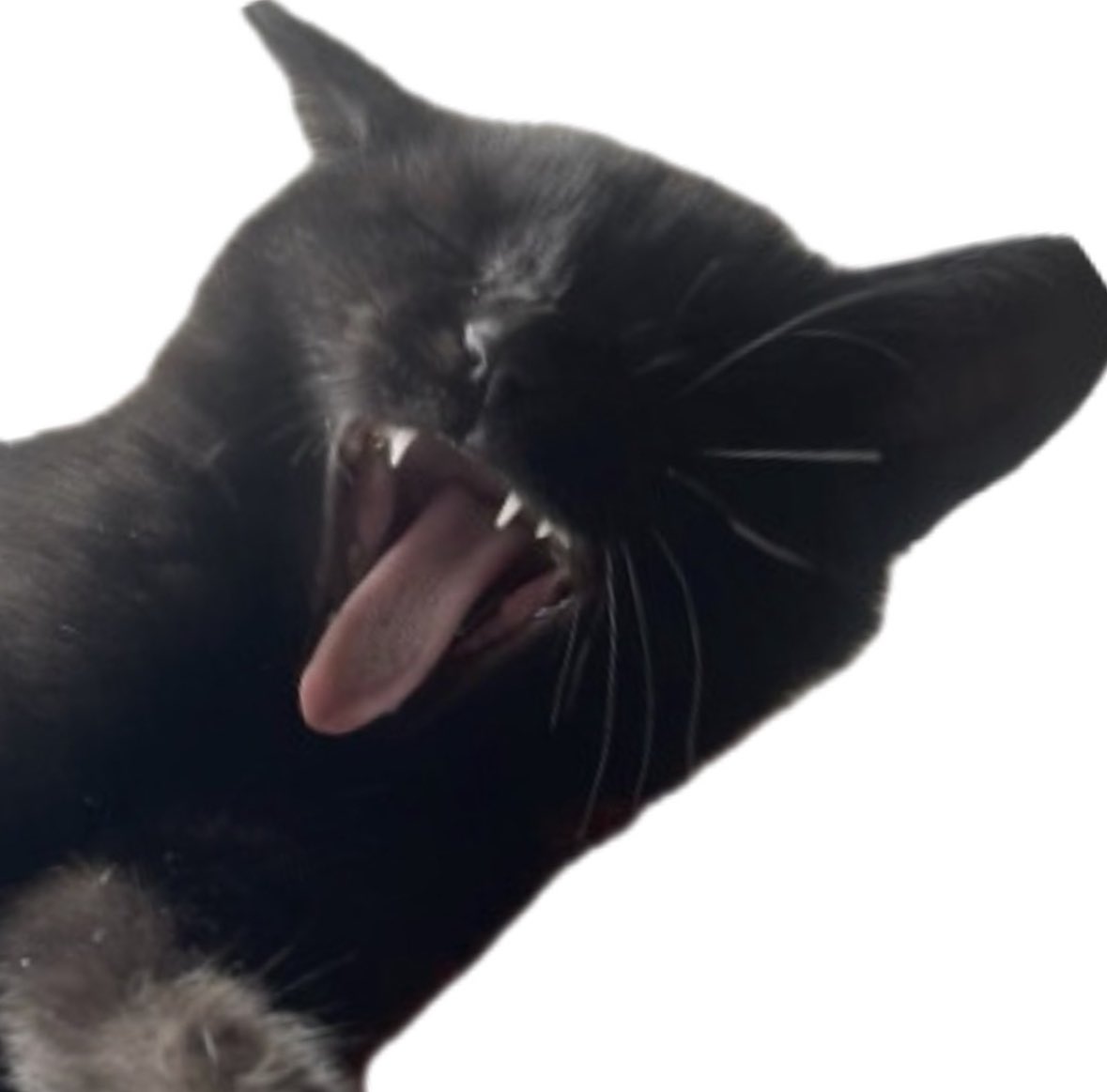 soadcatmeme's tweet photo. @nameisproh $soad https://t.co/iQKkUd3TB8