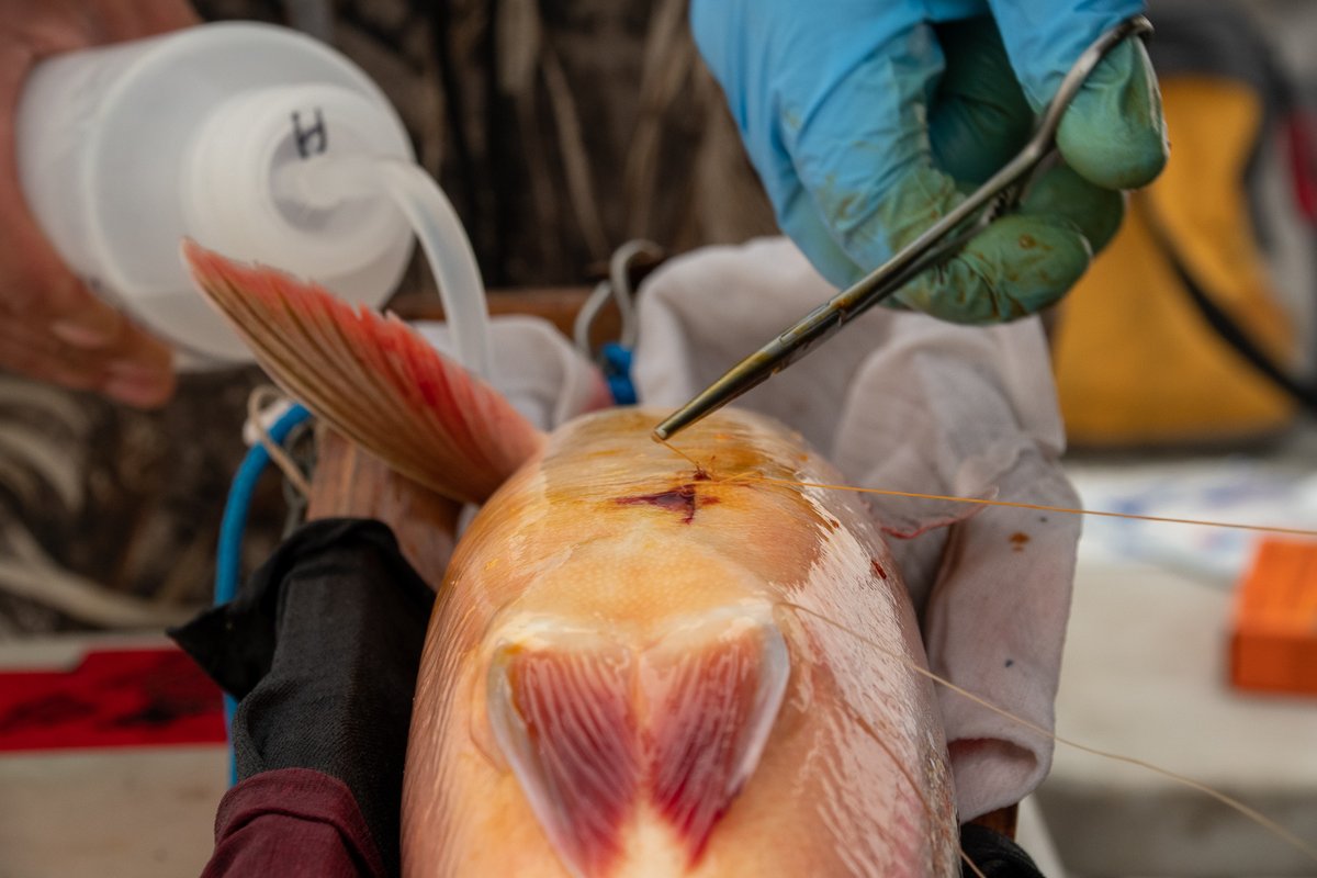 1/2 Every tag tells a story! 🐟🧊  

Arctic char are facing new challenges as the Arctic changes. Our team in Cambridge Bay, NU, along with collaborators, study their migrations, the impacts of rising temperatures and presence of microplastics.