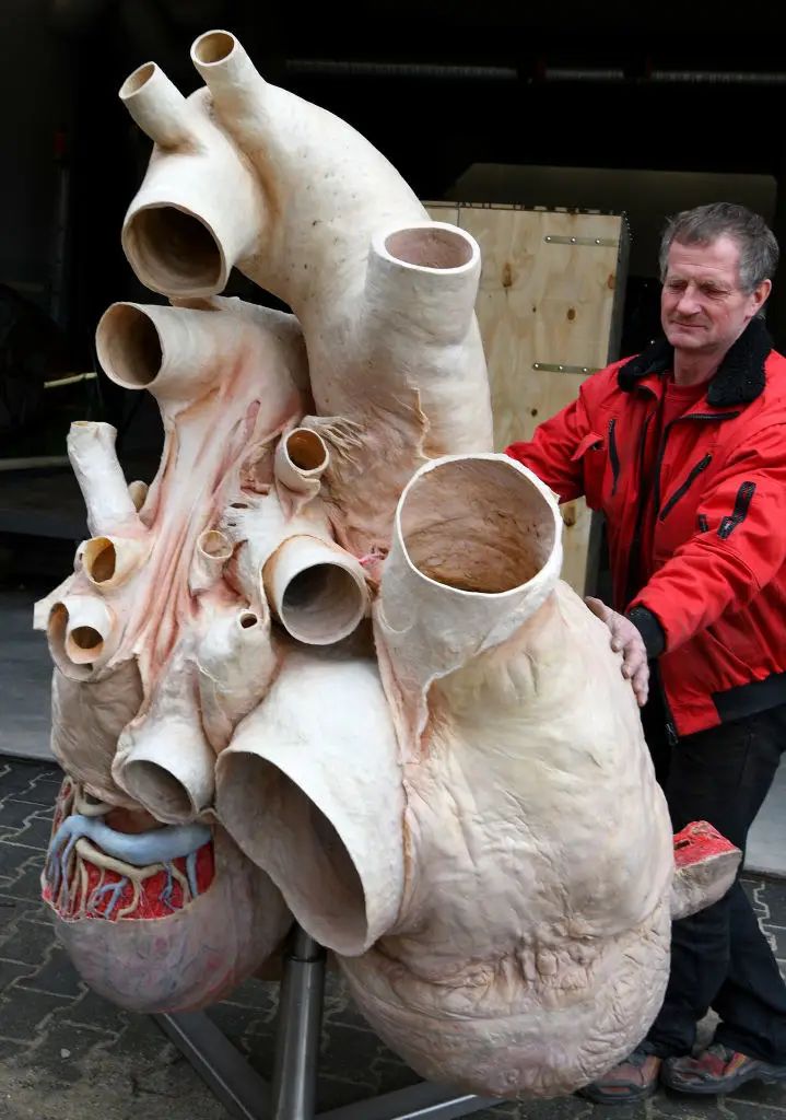 AMAZlNGNATURE's tweet image. This is how big a blue whale's heart is compared with a human being