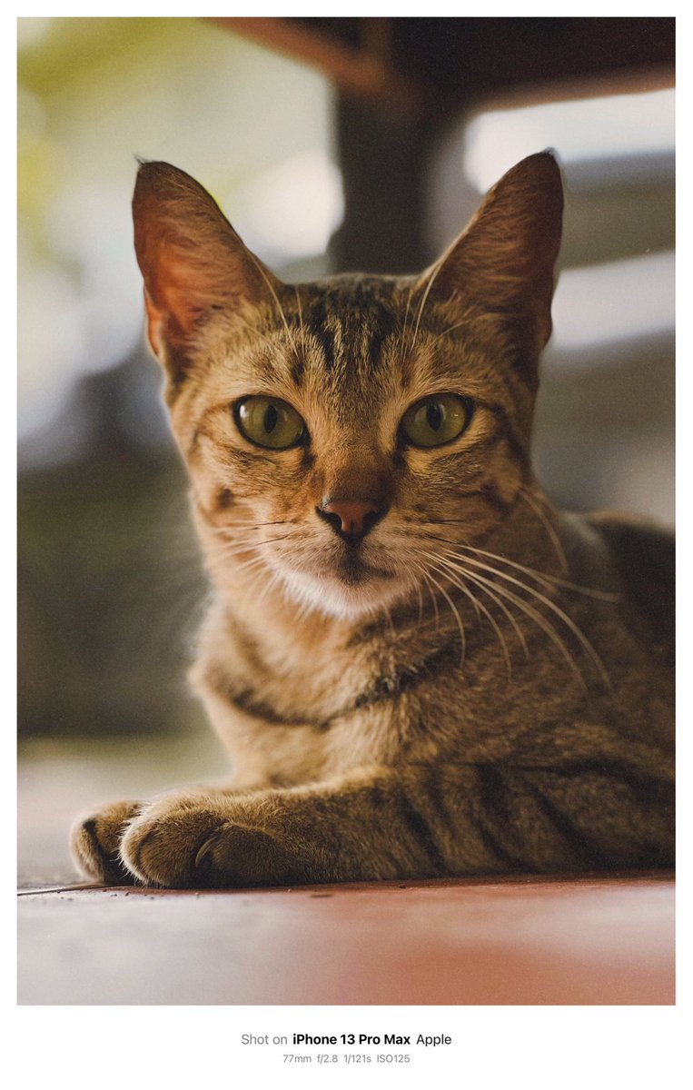 xianisbn's tweet photo. @tanyakanrl my fav: kucing dan laut https://t.co/L7tWfBIrJn