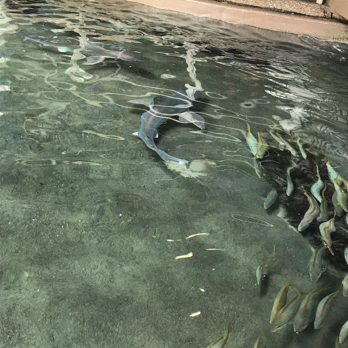 LycanGoddess's tweet photo. Sharkies are so cute! 💜🥰 https://t.co/7vZ6tjmPna