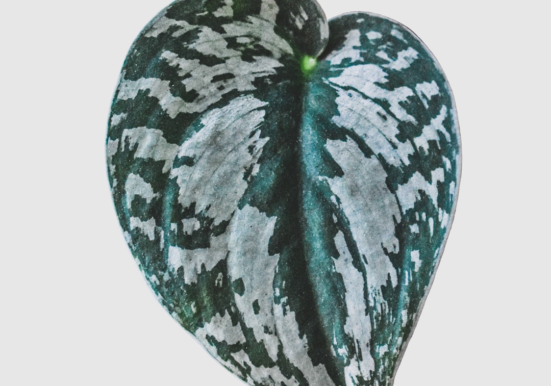 Houseplant_Shop's tweet photo. Have you ever wondered why some plants have reflective silver variegation? Are you ready to uncover  plants shiny secret? Dive into the science of blister variegation and learn how air pockets make these beautiful leaves shimmer in the light 💡 ✨
https://t.co/KrJFDnSPZY https://t.co/uuqNNUikZV