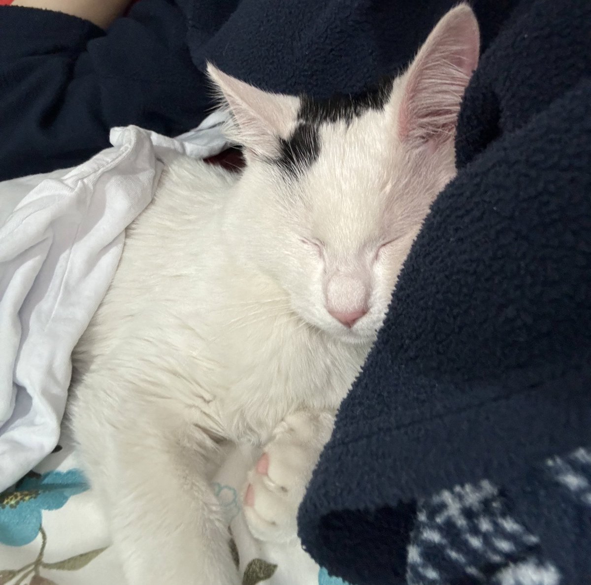 Depresyondayken arabanın motorundan kedi kurtardım sahiplendim şimdi şanslıyla beraber depresyona giriyoruz