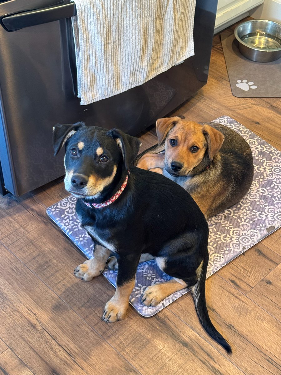 #rottsky puppies! Bailey and Kahlua, 16 was old and already 30 lbs!