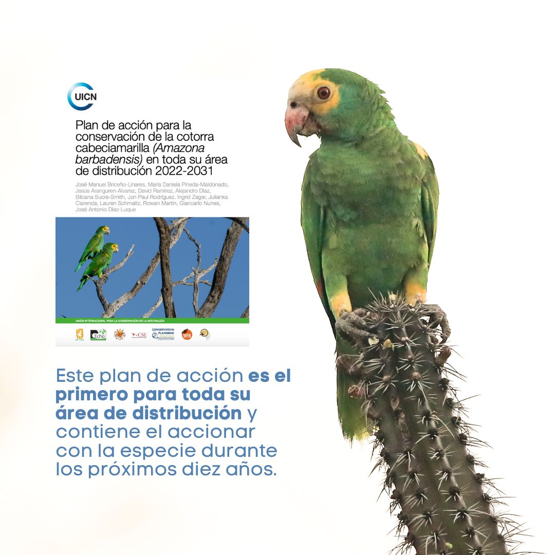 provita_ong's tweet photo. ¡A la Cotorra Cabeciamarilla le espera un futuro brillante! 🦜💛

Después de varios años de trabajo, estamos emocionados de anunciar el lanzamiento del Plan de Acción para la Conservación de la Cotorra Cabeciamarilla 🦜, un esfuerzo colectivo para proteger esta emblemática especie en toda su área de distribución.

🔍 El plan a 10 años incluye 78 acciones concretas como la vigilancia y protección de nidos, la restauración del hábitat y la investigación sobre las poblaciones menos conocidas de la especie. Además, se han identificado nuevas medidas que incluyen la evaluación y mitigación de conflictos con agricultores, la reintroducción en áreas donde ha desaparecido, y el análisis de vulnerabilidad ante el cambio climático.

💡 ¡Descarga el Plan de Acción y descubre cómo, en alianza con otras organizaciones, conservaremos a la cotorra cabeciamarilla en todo su rango de distribución! 🌿⬇️ 
https://t.co/aMR6bCcIOs 

#ProvitaONG #CotorraCabeciamarilla #UICN #