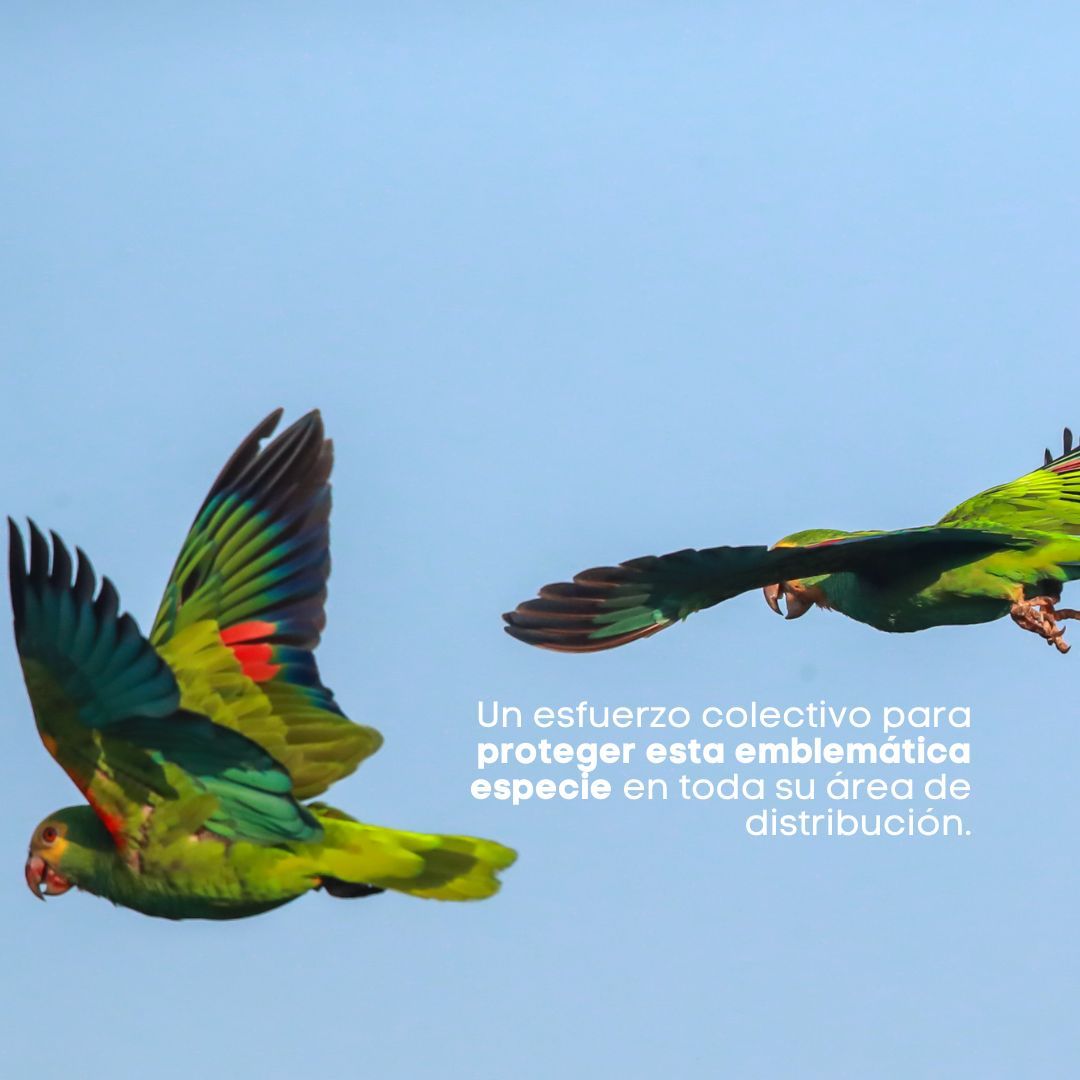 provita_ong's tweet photo. ¡A la Cotorra Cabeciamarilla le espera un futuro brillante! 🦜💛

Después de varios años de trabajo, estamos emocionados de anunciar el lanzamiento del Plan de Acción para la Conservación de la Cotorra Cabeciamarilla 🦜, un esfuerzo colectivo para proteger esta emblemática especie en toda su área de distribución.

🔍 El plan a 10 años incluye 78 acciones concretas como la vigilancia y protección de nidos, la restauración del hábitat y la investigación sobre las poblaciones menos conocidas de la especie. Además, se han identificado nuevas medidas que incluyen la evaluación y mitigación de conflictos con agricultores, la reintroducción en áreas donde ha desaparecido, y el análisis de vulnerabilidad ante el cambio climático.

💡 ¡Descarga el Plan de Acción y descubre cómo, en alianza con otras organizaciones, conservaremos a la cotorra cabeciamarilla en todo su rango de distribución! 🌿⬇️ 
https://t.co/aMR6bCcIOs 

#ProvitaONG #CotorraCabeciamarilla #UICN #