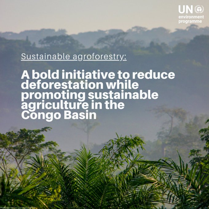 UN Biodiversity (@unbiodiversity) on Twitter photo Slash-and-burn farming is threatening the Congo Basin rainforest and its wildlife, including mountain gorillas.
With <a href="/unredd/">UN-REDD Programme</a> support, communities are turning to sustainable farming to protect this vital ecosystem: unep.org/news-and-stori…
via <a href="/UNEP/">UN Environment Programme</a> Slash-and-burn farming is threatening the Congo Basin rainforest and its wildlife, including mountain gorillas.
With <a href="/unredd/">UN-REDD Programme</a> support, communities are turning to sustainable farming to protect this vital ecosystem: unep.org/news-and-stori…
via <a href="/UNEP/">UN Environment Programme</a>
