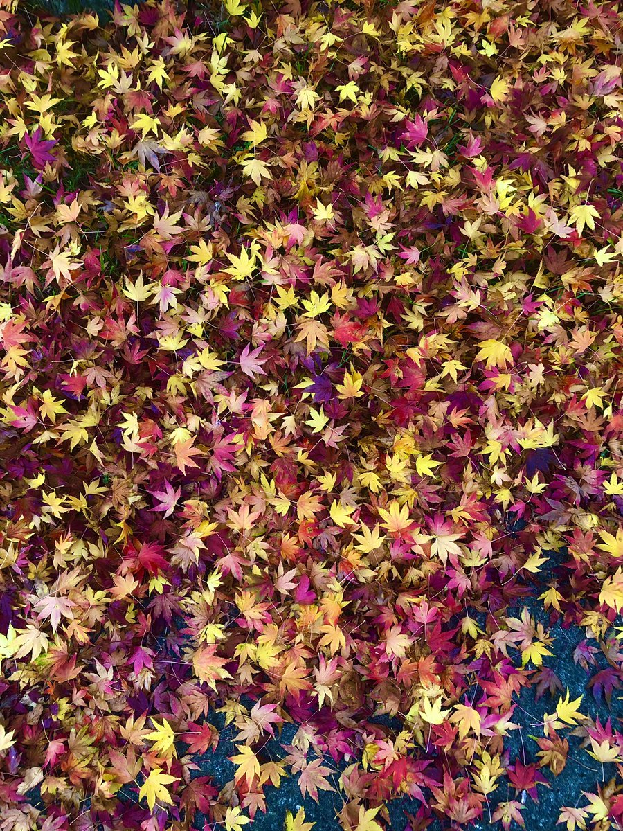 helerina's tweet image. Here’s one I took a few weeks ago.