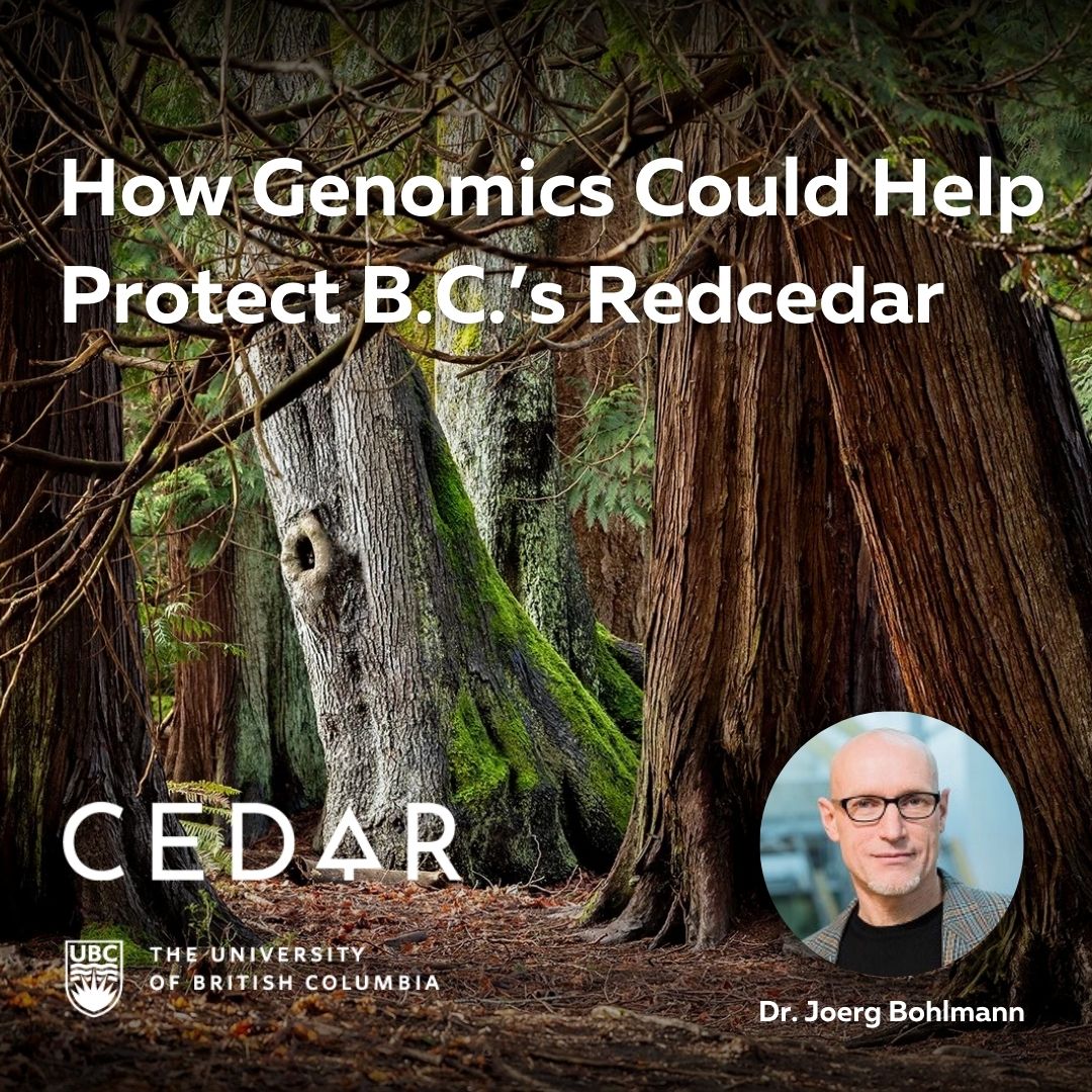 UBCBioProducts's tweet photo. 🌲 How can #genomics protect B.C.’s iconic western #redcedar?
🧬 Dr. Joerg Bohlmann and #UBC geneticists are leading the Cedar Enhanced Durability and Resistance (#CEDaR) project, a collaboration with the B.C. Ministry of Forests. 🌿 Funded by @GenomeBC and @GenomeCanada, CEDaR is using genomic selection to fast-track the development of climate-resilient cedar seedlings—reducing breeding cycles from decades to just 5 years.🌟 This innovation supports #sustainable #reforestation and B.C.’s $1.3B cedar industry. 💡
👉 Read more: https://t.co/KfXGxeQZAj
#ForestryInnovation #Sustainability #Partnerships #ClimateImpact @UBC @ubcscience @UBCForestry #MichaelSmithLaboratories #MSL