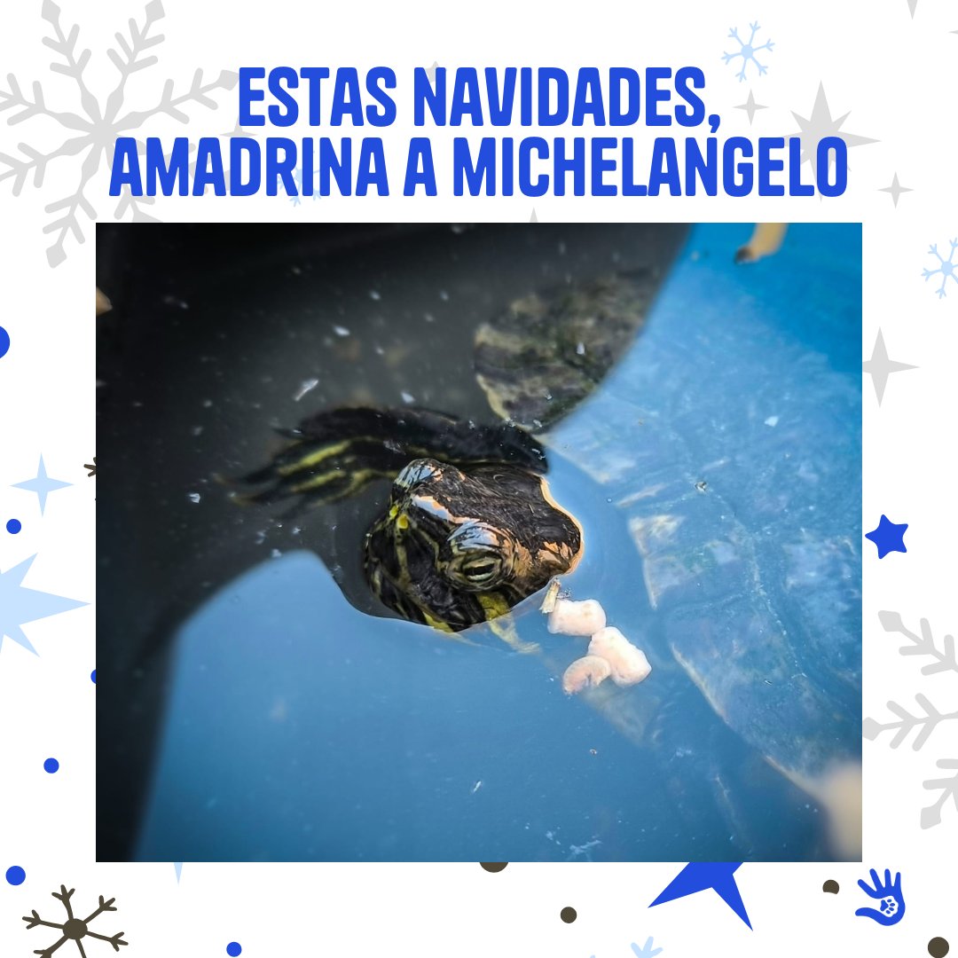 Te presentamos a uno de los grandes desconocidos del santuario, Michelangelo 🐢.
Michelangelo es la tortuga más glotona del Santuario, y de las más grandes que hemos rescatado.

#tortuga #santuariodeanimales #santuariosalvandopeludos
