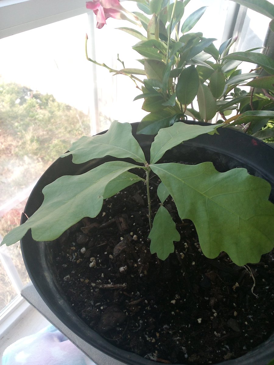 Wow it's been a minute since I've been on here ,Thanksgiving came and went and now it's  almost Christmas 🎄 HELLO All you beautiful people I sure did miss you all, 🌱✌️🥀 hope your Christmas is fabulous 💙 pic,is my oak tree!!